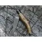 MAIN Italian Line Pocket Knife Brown